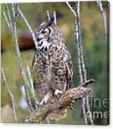 Great Horned Owl Iii Canvas Print