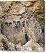 Great Horned Owl With Owlets In Nest Canvas Print