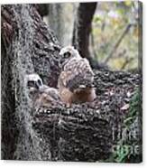 Great Horned Owlets Canvas Print