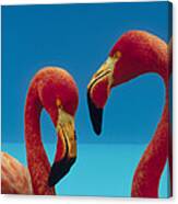 Greater Flamingo Courting Pair Canvas Print