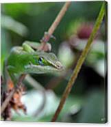 Green Anole Canvas Print