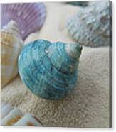 Green-blue Shell In The Sand Canvas Print
