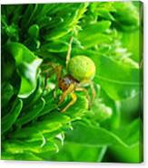 Green Spider 2.0 Canvas Print