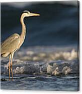 Grey Heron In Surf Zone Hawf Protected Canvas Print