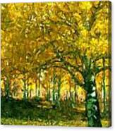 Grove Of Aspens Canvas Print