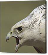 Gyrfalcon Falco Rusticolus Adult Female Canvas Print