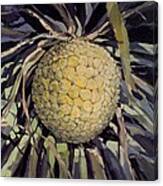 Hala Fruit Canvas Print