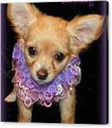 Happy Birthday Chihuahua Canvas Print