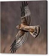 Harrier Flash Canvas Print