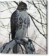 Hawk 5 Canvas Print