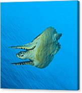 Hawksbill Turtle In The Diving Canvas Print