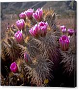 Hedgehog In Bloom Canvas Print