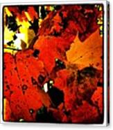 Here Are Some More Fall Leaves To Cheer Canvas Print