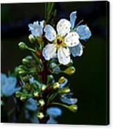 Hey Bud Open Up Or Bee Forgotten Canvas Print