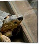 Hey Good Looking! #nature #tortoise Canvas Print