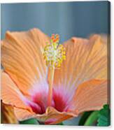 Hibiscus 5 Canvas Print