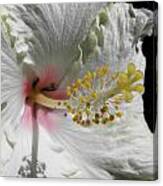 Hibiscus Creams Canvas Print