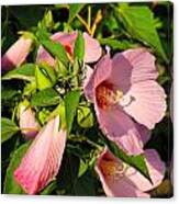 Hibiscus In Summer Canvas Print