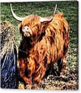 Highland's Cow Canvas Print