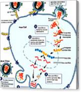 Hiv Virus Replication Cycle Canvas Print