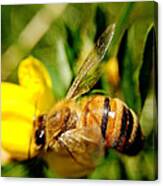 Honey Bee Canvas Print