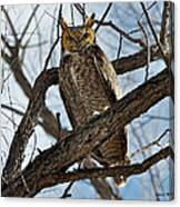 Horned Owl In Tree Canvas Print