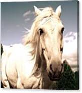 #horse #beautiful #gorgeous #stallion Canvas Print