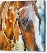 Horse Digital Paintings Canvas Print