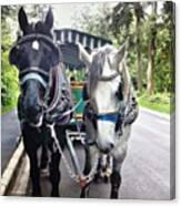 #horses #carriage #park #percheron Canvas Print