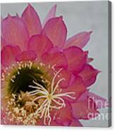 Hot Pink Cactus Flower Canvas Print