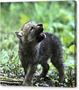 Howling Wolf Pup Canvas Print