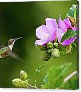 Hummingbird Delight Canvas Print