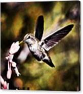 #hummingbird #feathers #birds #scenery Canvas Print