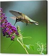 Hummingbird I Canvas Print