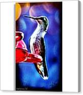 Hummingbird Canvas Print