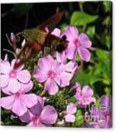Hummingbird Moth Canvas Print