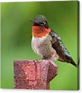 Hummy Perch Canvas Print