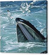 Humpback Whale Feeding With Herring Canvas Print