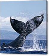 Humpback Whale Lashing Tail Hawaii Canvas Print