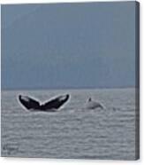 Humpback Whale Sighting, Near Juneau Ak Canvas Print