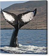 Humpback Whale Tail Maui Hawaii Canvas Print