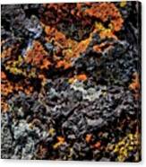 Hundreds Year-old Lichen, Central Canvas Print