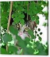 Hunting Cat Canvas Print