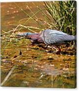 Hunting Green Heron - C9822b Canvas Print