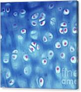 Hyaline Cartilage Canvas Print