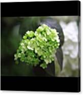 Hydrangea #flower #nature #beautiful Canvas Print