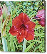 I Love Amaryllis Canvas Print