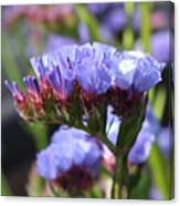 I Love The Color Of These Flowers :) Canvas Print