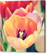I Love The Colour Of These Tulips But Canvas Print