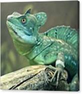 #iguana #lizard #zoo #wild #wildlife Canvas Print